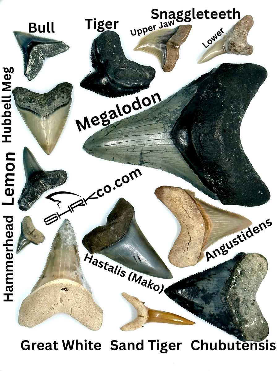 Fossil Shark Tooth Identification Chart (Mostly Florida) – SHRKco LLC