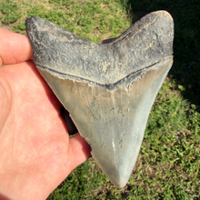 Load image into Gallery viewer, GIANT 4 & 9/16ths Inch Megalodon Fossil