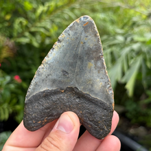 Load image into Gallery viewer, 4.37 Meg Fossil