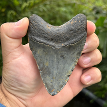 Load image into Gallery viewer, 4.37 Meg Fossil