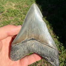 Load image into Gallery viewer, GIANT 4 & 9/16ths Inch Megalodon Fossil