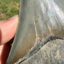 Load image into Gallery viewer, GIANT 4 & 9/16ths Inch Megalodon Fossil