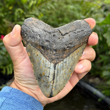 Load image into Gallery viewer, 5.30 Meg Fossil