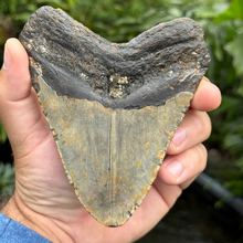 Load image into Gallery viewer, 5.30 Meg Fossil