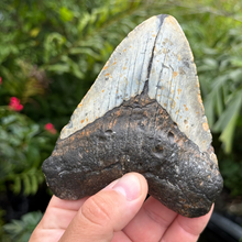 Load image into Gallery viewer, 5.30 Meg Fossil