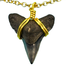 Load image into Gallery viewer, A gold-filled shark tooth necklace with a cable chain and a loop closure.