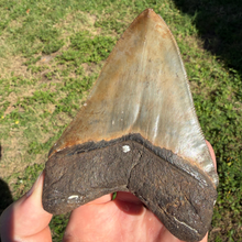 Load image into Gallery viewer, BIG 4 3/8 Inch Megalodon Fossil