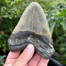 Load image into Gallery viewer, 5.30 Meg Fossil