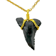 Load image into Gallery viewer, Rare Snaggletooth Marine Fossil Necklace – 14K Gold Pendant