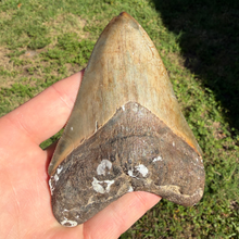 Load image into Gallery viewer, BIG 4 3/8 Inch Megalodon Fossil