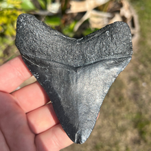 Load image into Gallery viewer, 4.25" Posterior Megalodon Tooth – Rare Venice Fossil