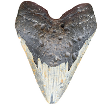 Load image into Gallery viewer, 4.75 Meg Fossil