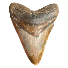 Load image into Gallery viewer, 4.43" Rare Venice Megalodon Tooth – Chocolate Top with Red Hues