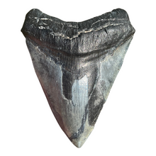 Load image into Gallery viewer, 4.71" Megalodon Tooth – Venice, Florida Fossil