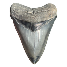 Load image into Gallery viewer, 3.99" Megalodon Tooth – Venice, Florida Fossil