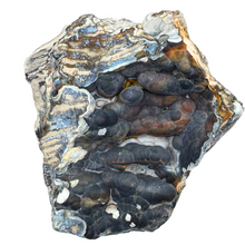 Load image into Gallery viewer, A rare agatized coral geode featuring deep black and blue hues with bubbly formations.