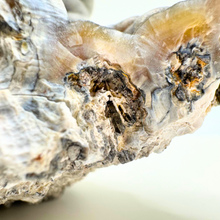 Load image into Gallery viewer, WEIRD Grey & Maroon Botryoidal Coral Geode
