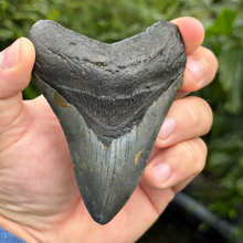 Load image into Gallery viewer, 4.44 Meg Fossil