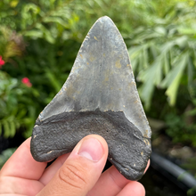 Load image into Gallery viewer, 4.44 Meg Fossil