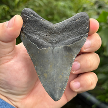 Load image into Gallery viewer, 4.44 Meg Fossil