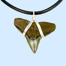 Load image into Gallery viewer, CLASSIC Bull Shark Marine Fossil Necklace