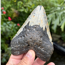 Load image into Gallery viewer, 4.75 Meg Fossil