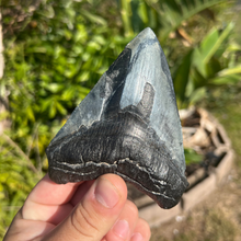 Load image into Gallery viewer, 4.71" Megalodon Tooth – Venice, Florida Fossil