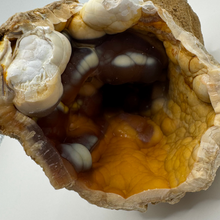 Load image into Gallery viewer, Amber & Orange Agatized Coral Geode