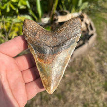 Load image into Gallery viewer, 4.43" Rare Venice Megalodon Tooth – Chocolate Top with Red Hues