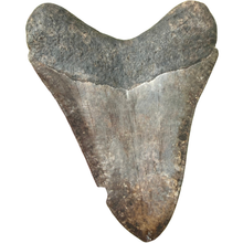 Load image into Gallery viewer, GIANT 5.5 Inch Megalodon Fossil