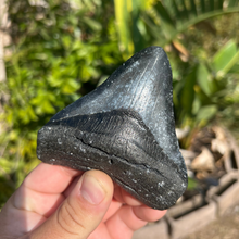 Load image into Gallery viewer, 4.25" Posterior Megalodon Tooth – Rare Venice Fossil