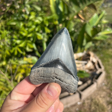 Load image into Gallery viewer, 3.99" Megalodon Tooth – Venice, Florida Fossil