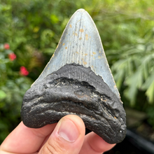 Load image into Gallery viewer, 4.21 Meg Fossil