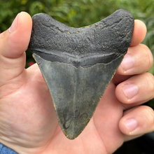 Load image into Gallery viewer, 4.21 Meg Fossil