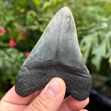 Load image into Gallery viewer, 4.21 Meg Fossil