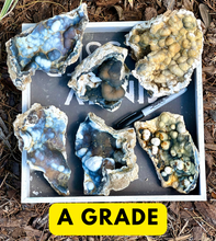Load image into Gallery viewer, BIG SELECTION of Agatized Coral Pieces