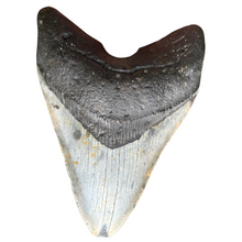 Load image into Gallery viewer, 4.70 Meg Fossil