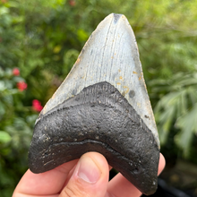 Load image into Gallery viewer, 4.70 Meg Fossil