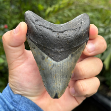 Load image into Gallery viewer, 4.70 Meg Fossil