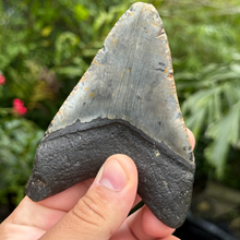 Load image into Gallery viewer, 4.70 Meg Fossil