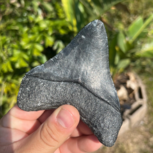 Load image into Gallery viewer, 4.25" Posterior Megalodon Tooth – Rare Venice Fossil