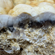 Load image into Gallery viewer, LARGE White & Yellow Agatized Coral Geode