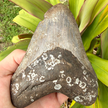 Load image into Gallery viewer, GIANT 5.5 Inch Megalodon Fossil