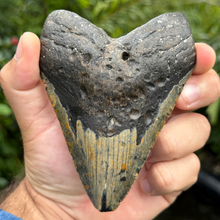 Load image into Gallery viewer, 4.75 Meg Fossil