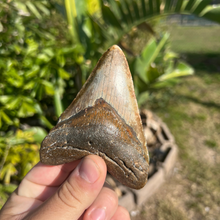 Load image into Gallery viewer, 4.43" Rare Venice Megalodon Tooth – Chocolate Top with Red Hues