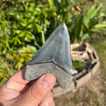 Load image into Gallery viewer, 3.99" Megalodon Tooth – Venice, Florida Fossil