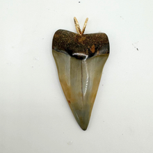 Load image into Gallery viewer, 14kt Gold Polished Mako Fossil Pendant
