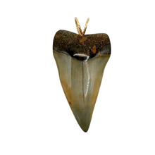 Load image into Gallery viewer, 14kt Gold Polished Mako Fossil Pendant