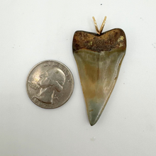 Load image into Gallery viewer, 14kt Gold Polished Mako Fossil Pendant
