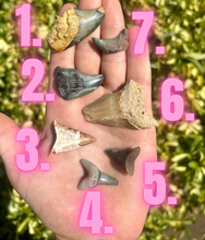 Load image into Gallery viewer, MISC. Shark Fossils!